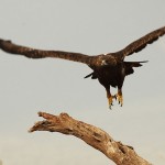 aguila_real03