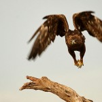 aguila_real04