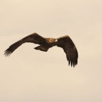 aguila_real06