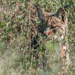 slider_lince02