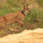 slider_lince03