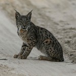 slider_lince04