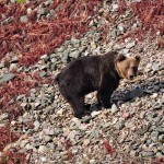 slider_oso01