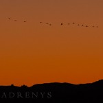 aves_acuaticas01