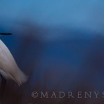 aves_acuaticas02
