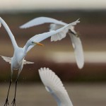 aves_acuaticas04