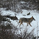 lobo_guadarrama01