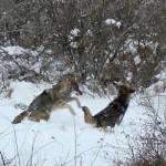 lobo_guadarrama02