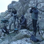 lobo_guadarrama04