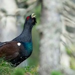 urogallo04