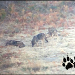 Imagen3